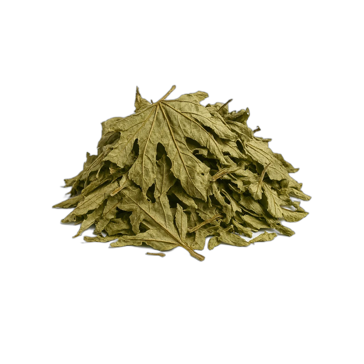 Garimo Tree Wild Guarumo Leaves | Shade-Dried Yagrumo from Honduras